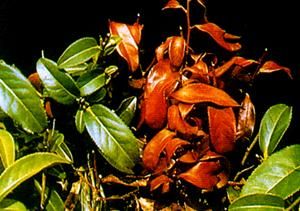 茶胴枯病 茶胴枯病