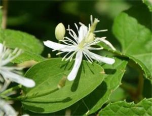 圓錐鐵線蓮 圓錐鐵線蓮