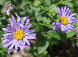 雲南紫菀 雲南紫菀