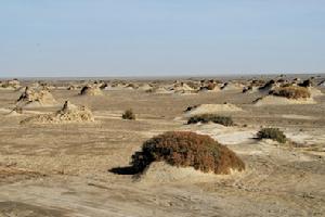 紅柳沙包 紅柳沙包