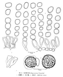 優若藜白銹 優若藜白銹