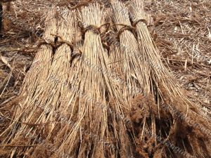 天然蘆葦 天然蘆葦