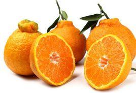 粵農晚橘 粵農晚橘