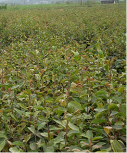 大果紅山茶 大果紅山茶