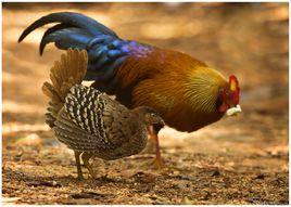 泛雞形目 泛雞形目