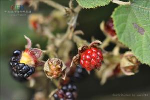 烏泡刺（灰白毛莓）