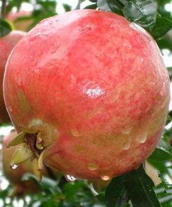 蒙自石榴 蒙自石榴