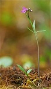 三葉彎蕊芥 三葉彎蕊芥