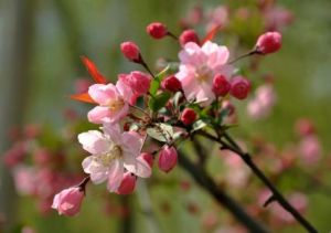 花開美麗 花開美麗