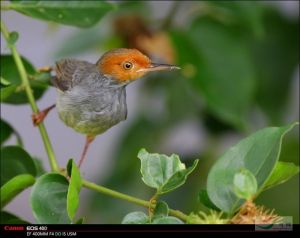 灰縫葉鶯 灰縫葉鶯