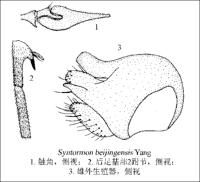 北京嵌長足虻 北京嵌長足虻