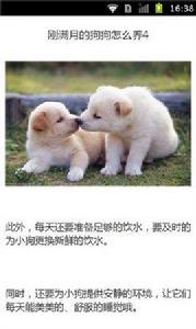 剛滿月的狗狗怎么養 剛滿月的狗狗怎么養