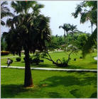 保亭熱帶作物研究所 保亭熱帶作物研究所