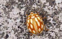 大十四星裸瓢蟲