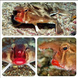 紅唇蝙蝠魚 紅唇蝙蝠魚