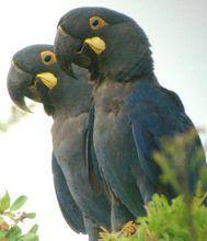 李爾氏金剛鸚鵡