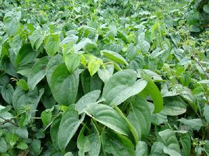 （圖）小耳朵山藥 