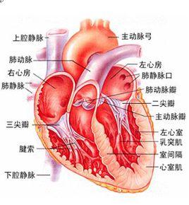 再灌注性心律失常 再灌注性心律失常