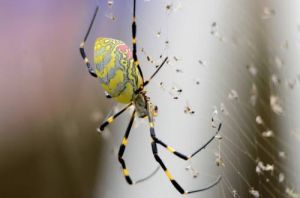 棒絡新婦蜘蛛 棒絡新婦蜘蛛