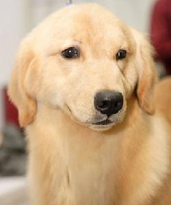 拉布拉多尋回犬