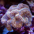 美國橙色氣泡菇珊瑚