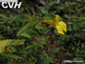 井岡山鳳仙花 井岡山鳳仙花