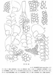 美麗扁萼苔 美麗扁萼苔