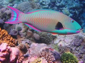 淺海小鮋 淺海小鮋