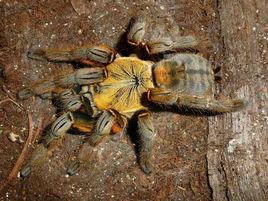 中國虎紋捕鳥蛛 中國虎紋捕鳥蛛