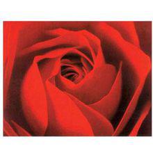 切花“紅玫瑰”實為月季