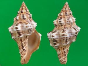 多棱旋螺 多棱旋螺