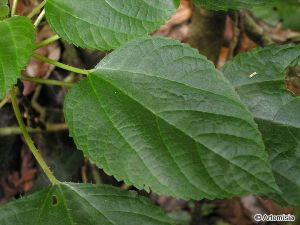 葡萄葉艾麻 葡萄葉艾麻