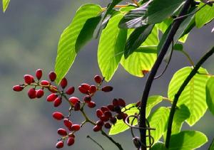 小勾兒茶 小勾兒茶