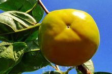 甜柿