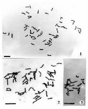 蘭花蕉染色體分析