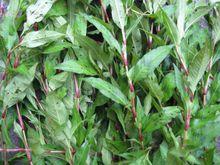 白辣蓼[白辣蓼]