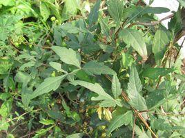 白蘞[葡萄科植物]