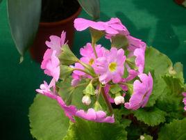 大花四季櫻草 大花四季櫻草