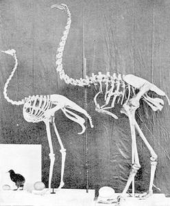 （圖）恐鳥的骨架和他們的蛋