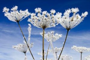 聚傘狀傘形花序 聚傘狀傘形花序