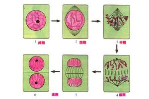 有絲分裂 有絲分裂