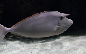 短喙鼻魚 短喙鼻魚