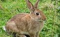 草兔歐雷斯山亞種 草兔歐雷斯山亞種