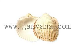 草莓鳥尾蛤 草莓鳥尾蛤