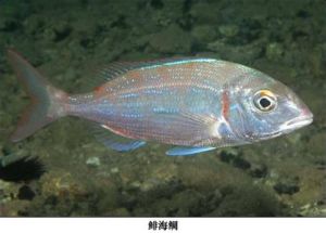 鯡海鯛 鯡海鯛