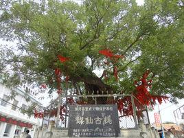 博興老槐樹 博興老槐樹