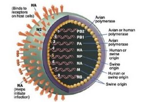 甲型H3流感 甲型H3流感