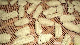 蕎麥老鼠 蕎麥老鼠