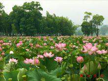 中國最美蓮鄉---江西石城