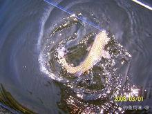 切喉鱒圖片說明